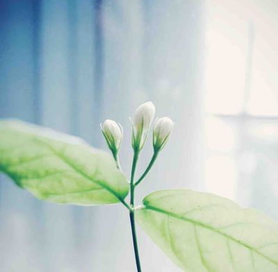 安和与小茉莉