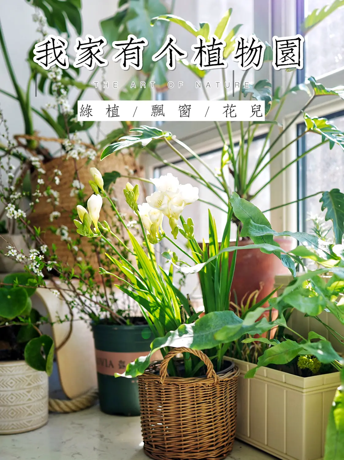 飘窗的小小植物园图片_0