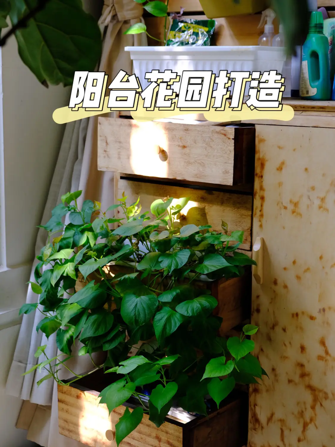 最省钱的阳台花园打造方式。图片_0