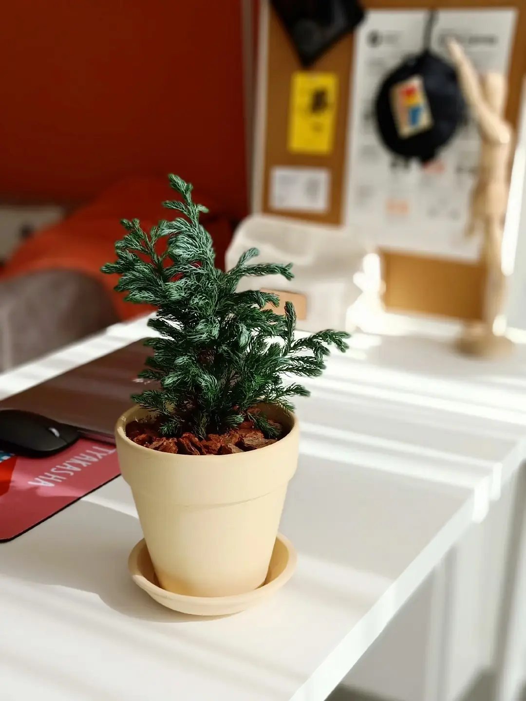 图片_8