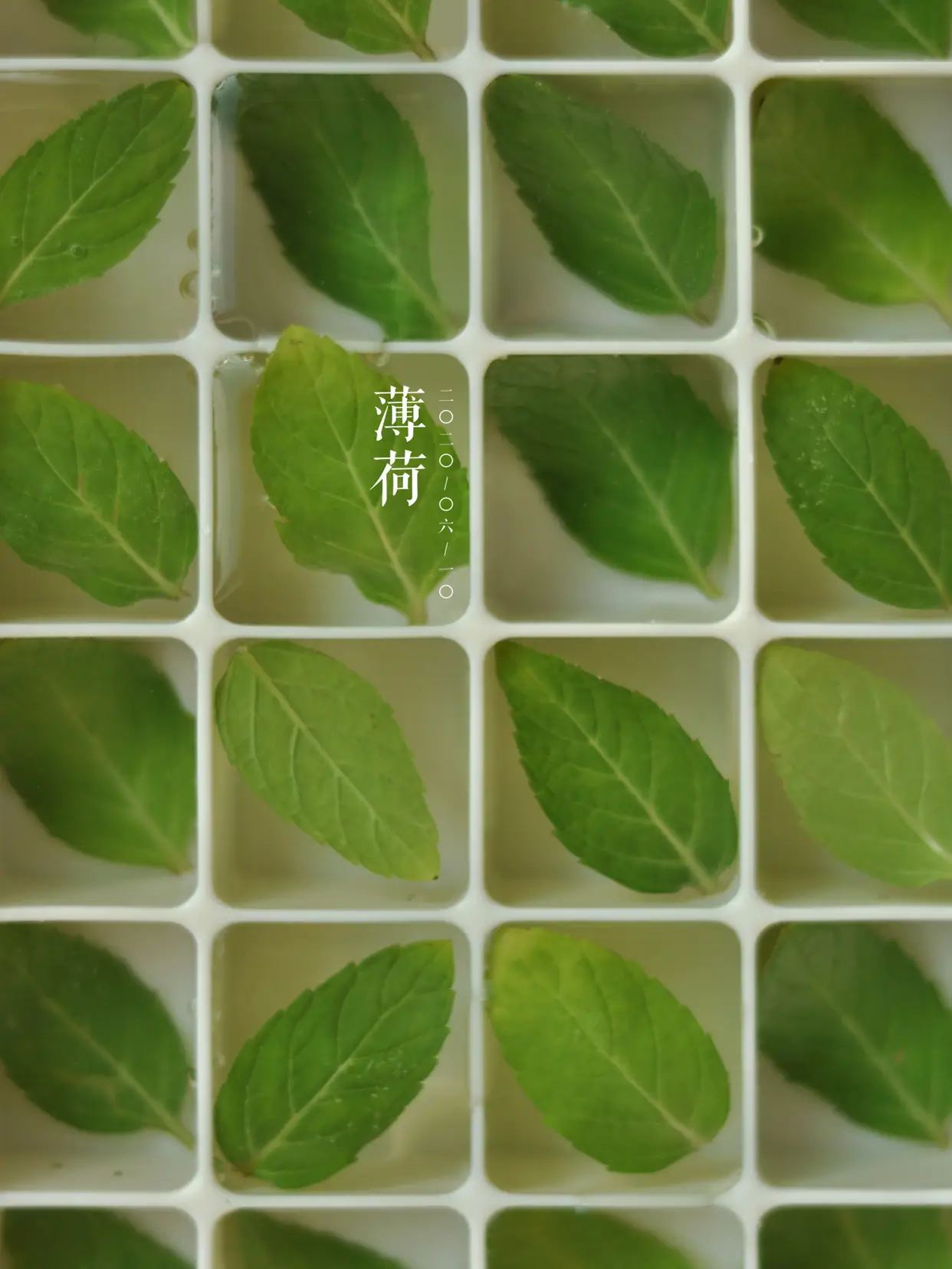 薄荷冰块清凉整个夏天图片_0