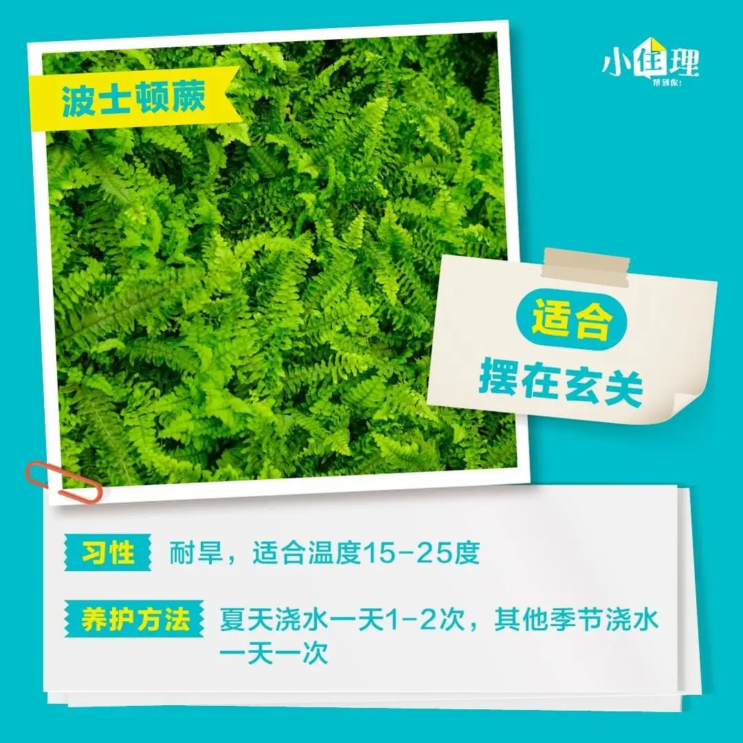 室内盆栽养护技巧，教你如何养好绿植图片_7