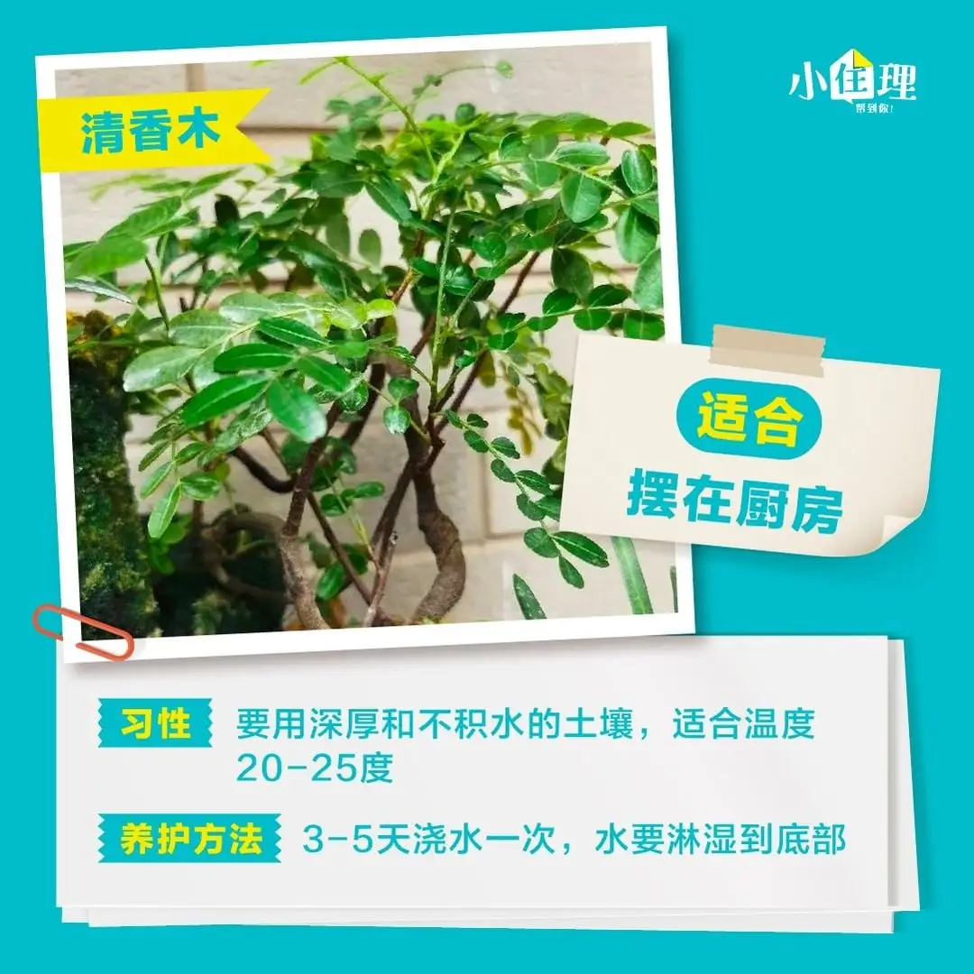 室内盆栽养护技巧，教你如何养好绿植图片_6