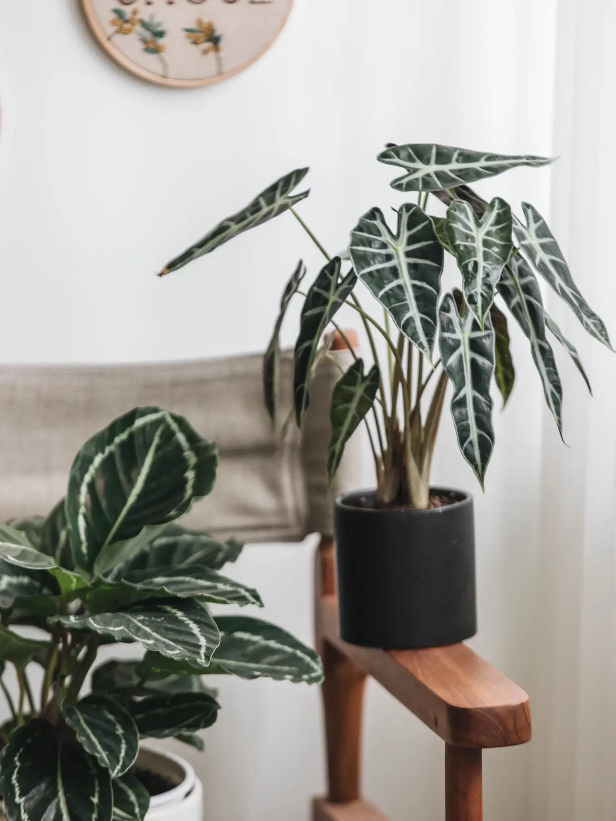 我家的植物角｜哪些绿植好养好看？图片_2