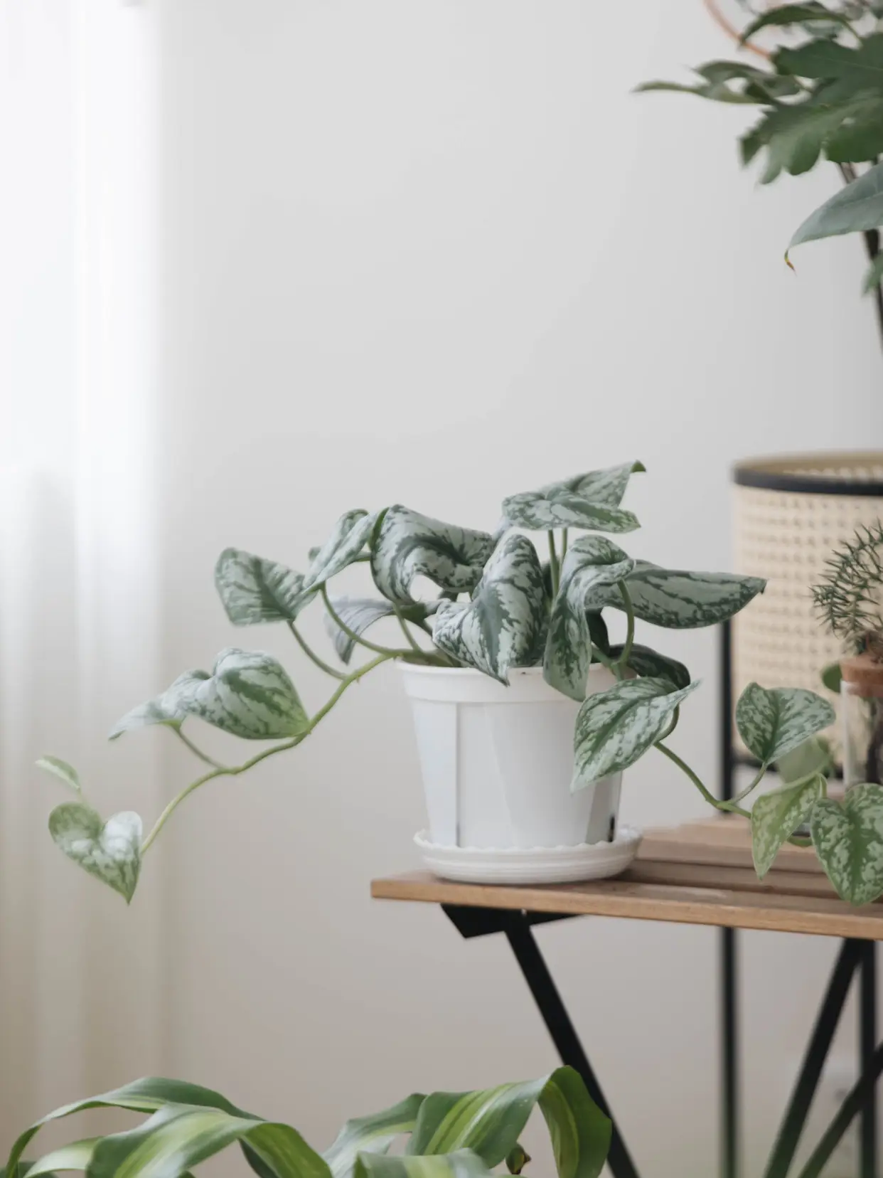 我家的植物角｜哪些绿植好养好看？图片_7