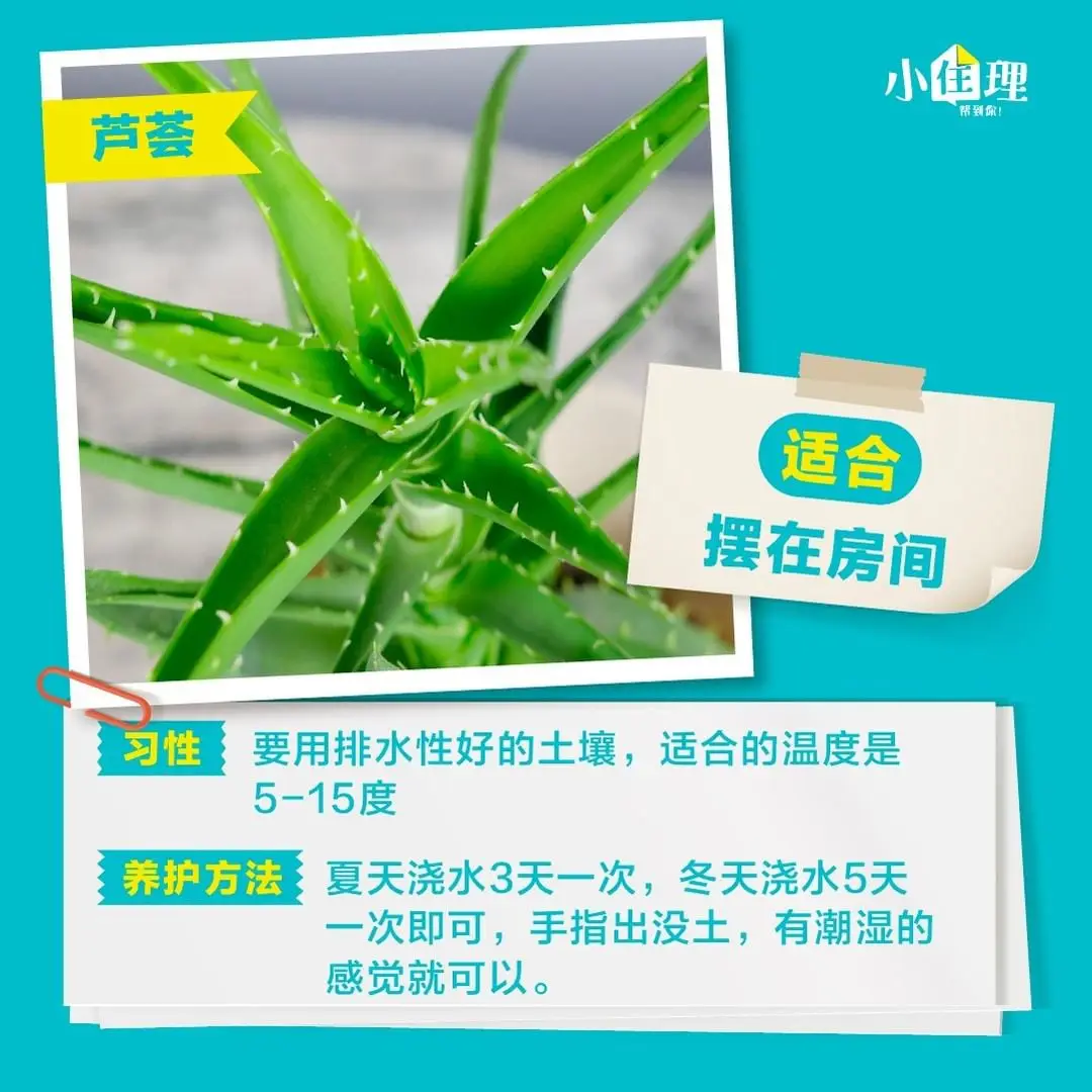 室内盆栽养护技巧，教你如何养好绿植图片_4