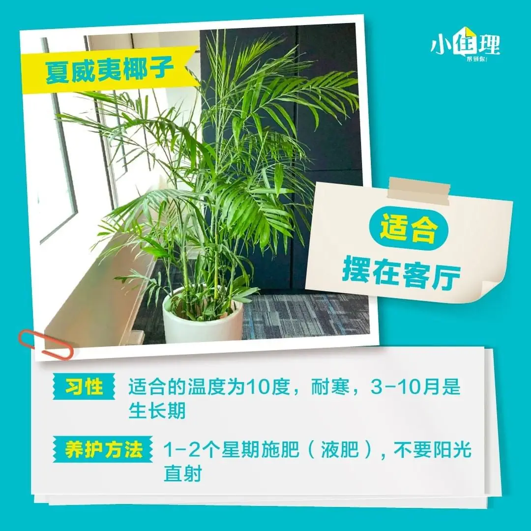 室内盆栽养护技巧，教你如何养好绿植图片_2
