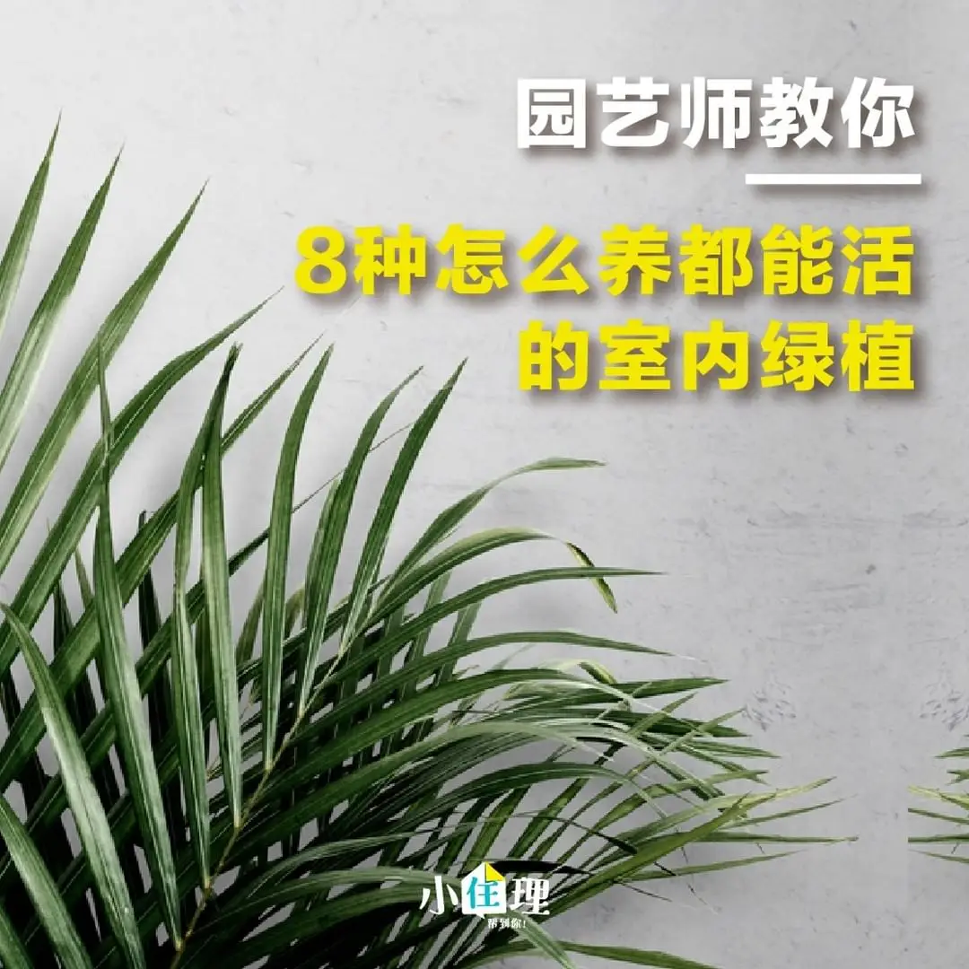 室内盆栽养护技巧，教你如何养好绿植图片_0