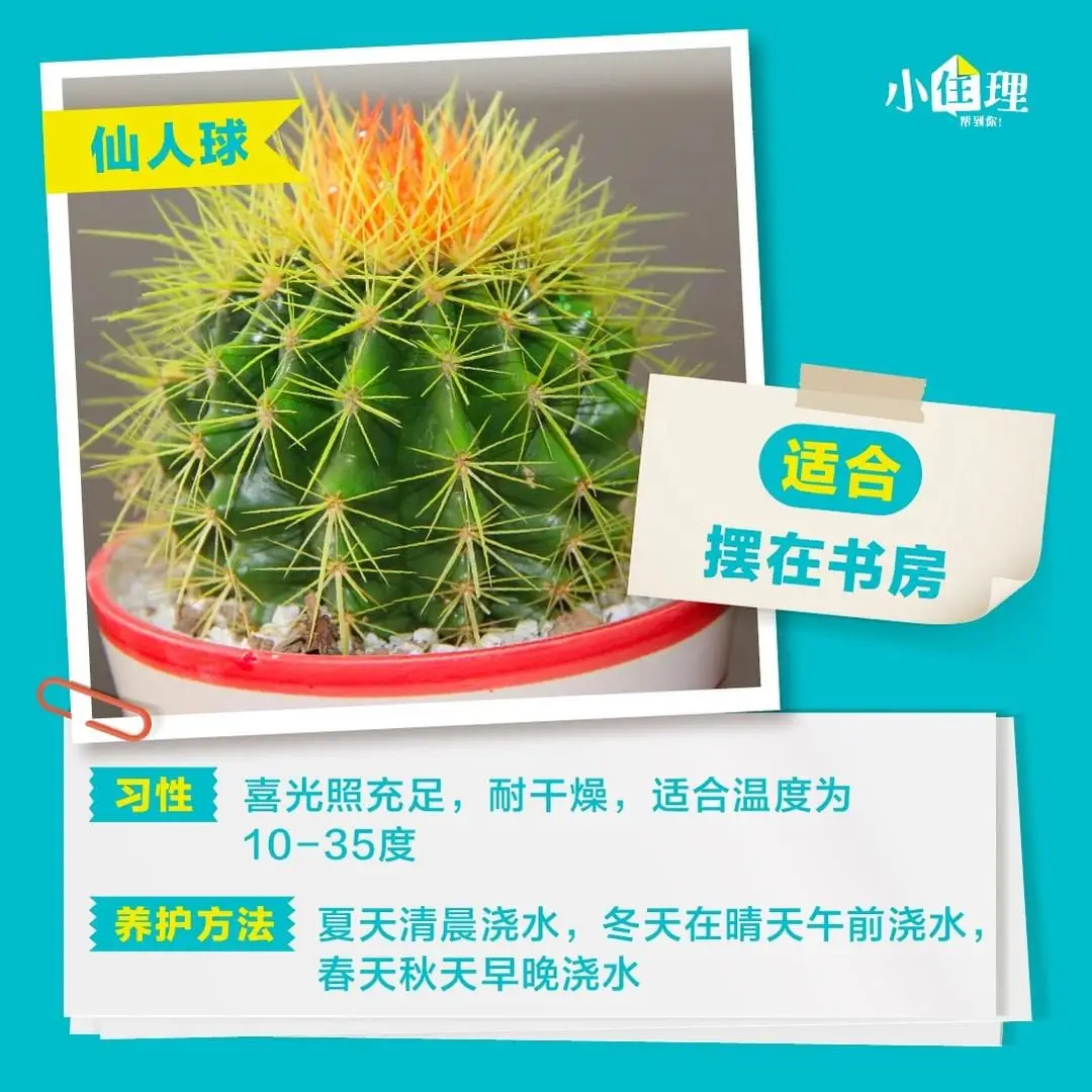 室内盆栽养护技巧，教你如何养好绿植图片_5