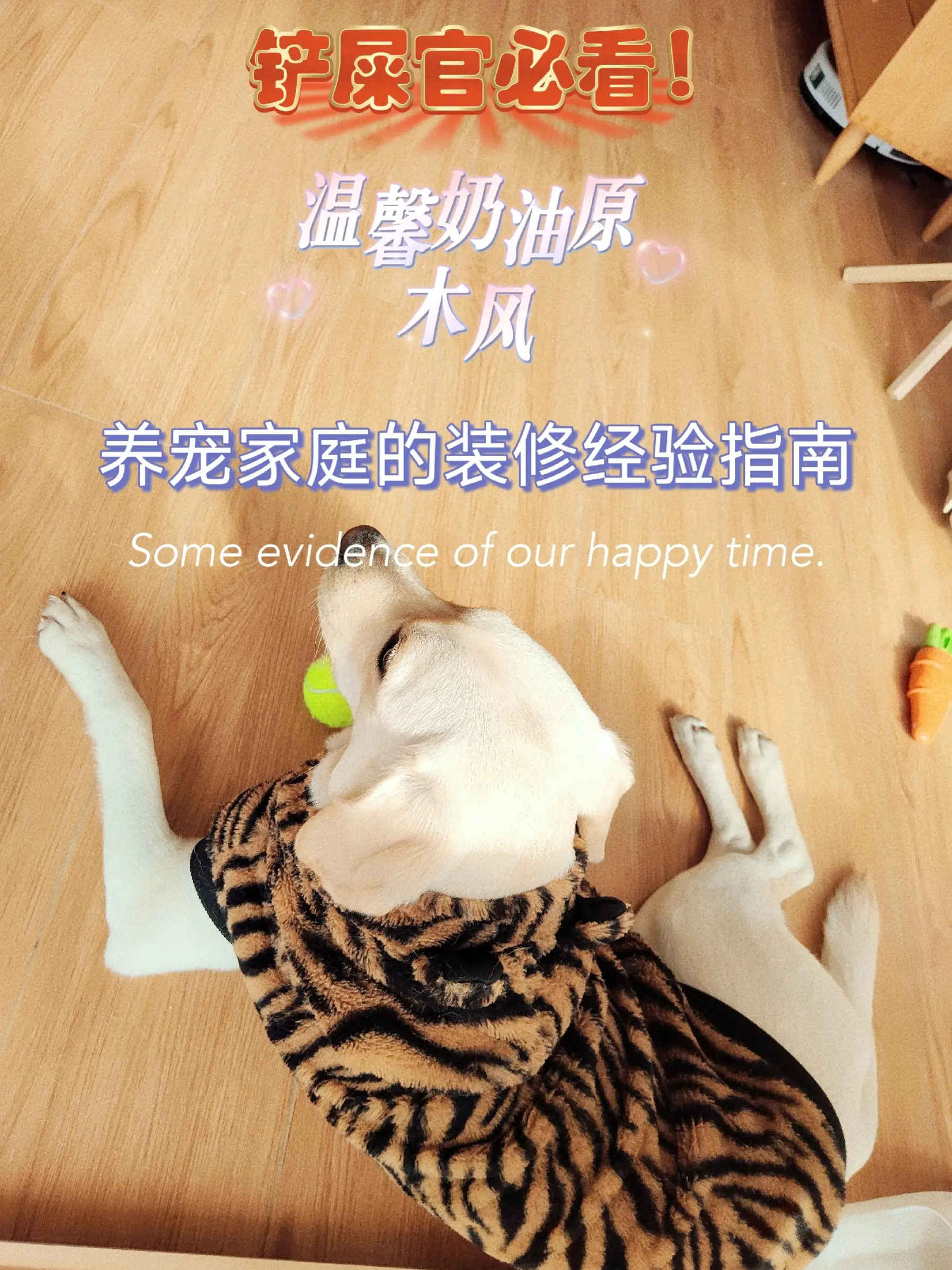 宠物友好设计!让小狗爱上新家叭！图片_0