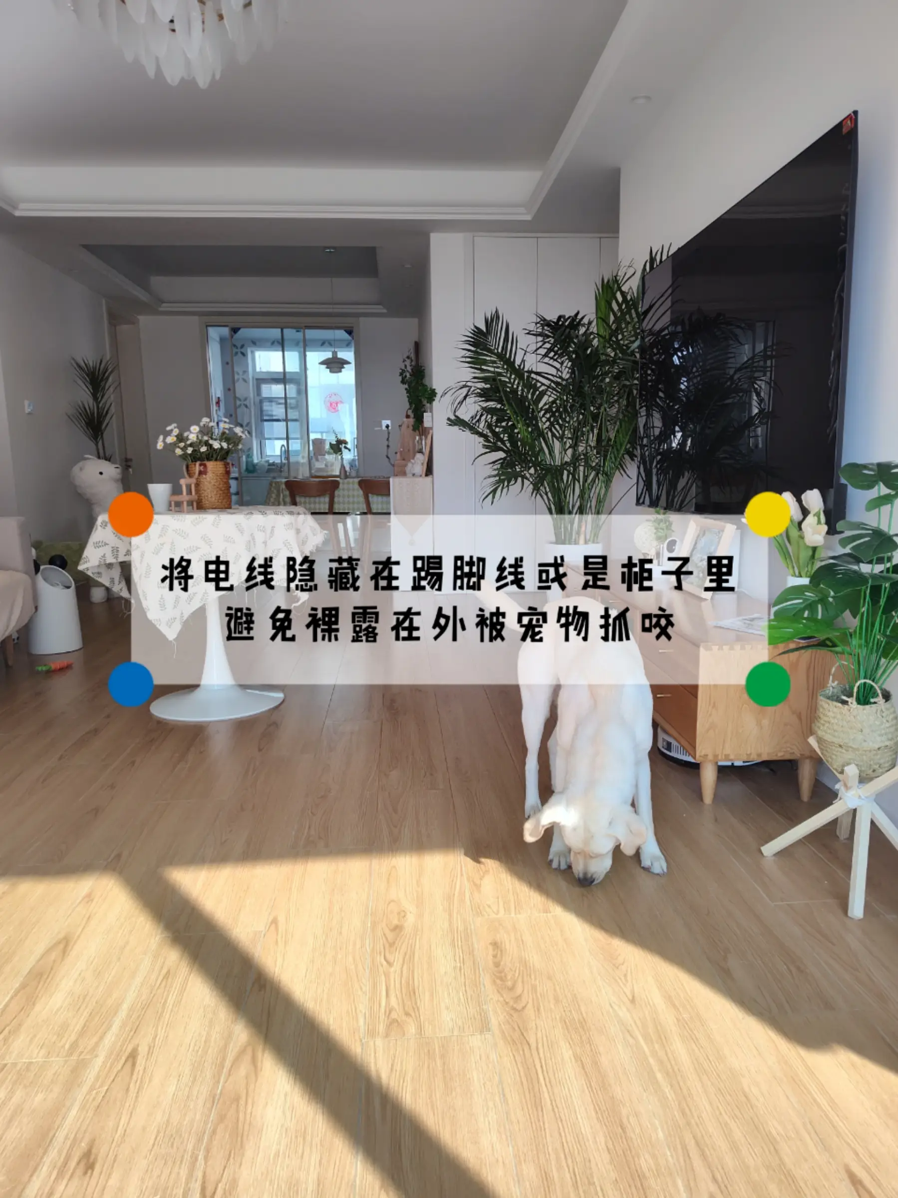 宠物友好设计！铲屎官福音，养宠家庭必看图片_3