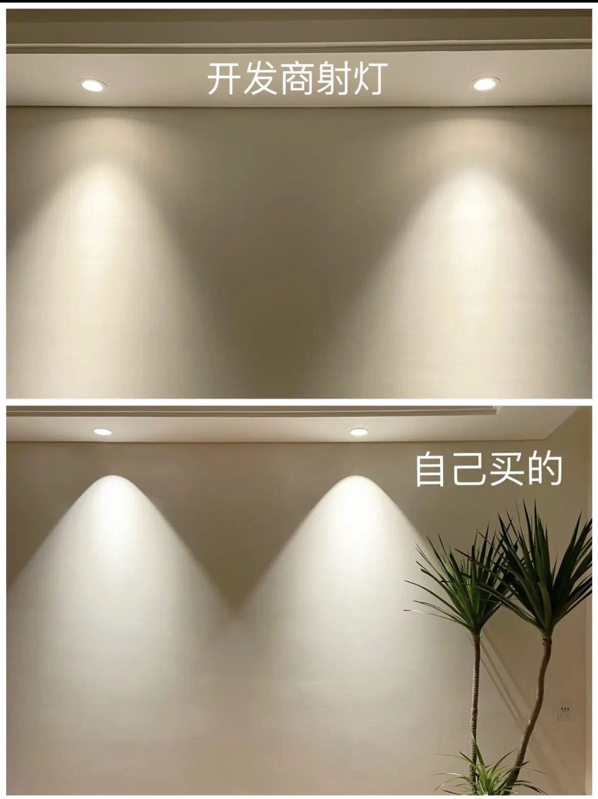 射灯让绿植灵动起来了🥰图片_1