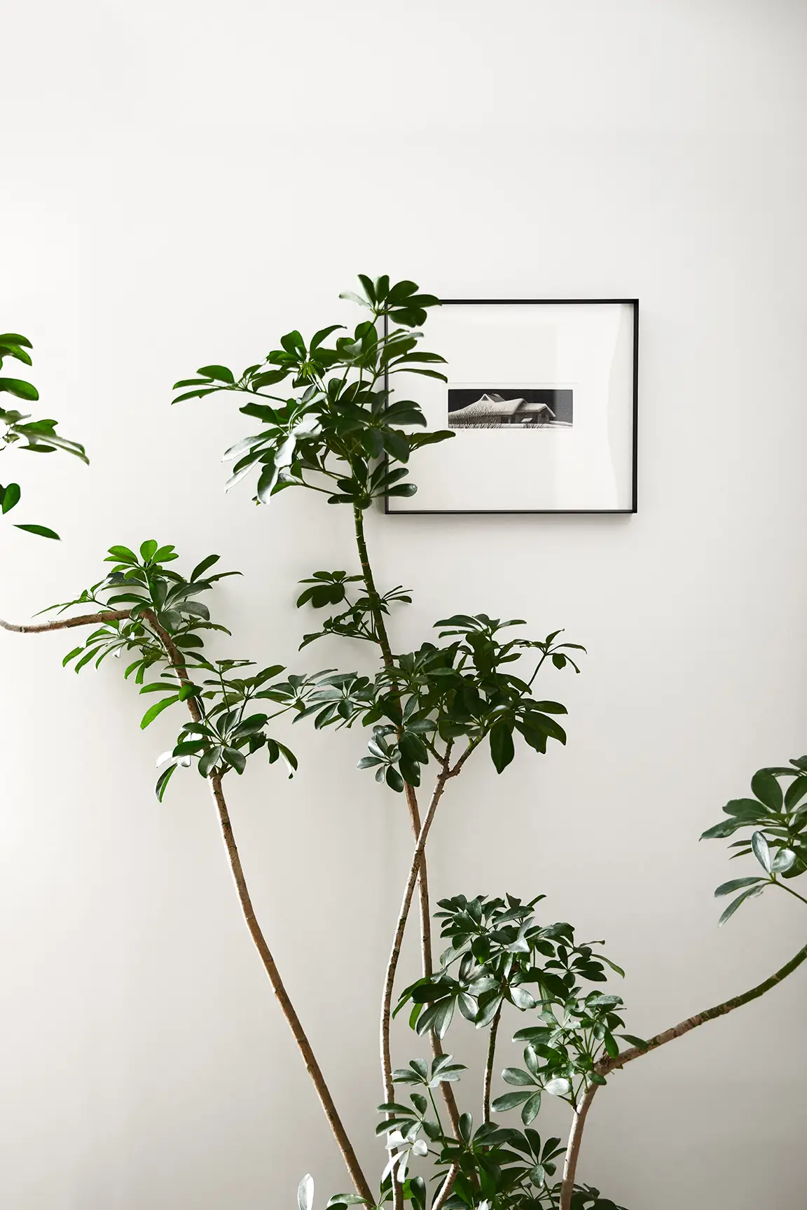 用植物装饰，让你的家焕然一新 🌿图片_0