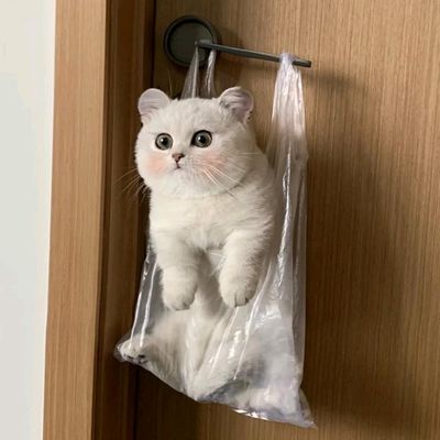 陈依依吖