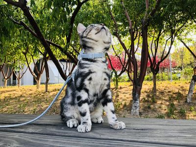 梧昂
