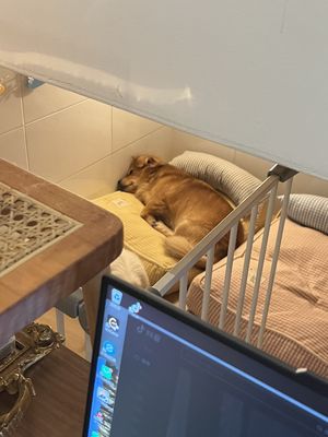 didi火腿妞妞