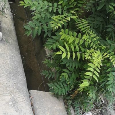 阿曼古丽娜