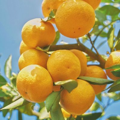橘子🍊